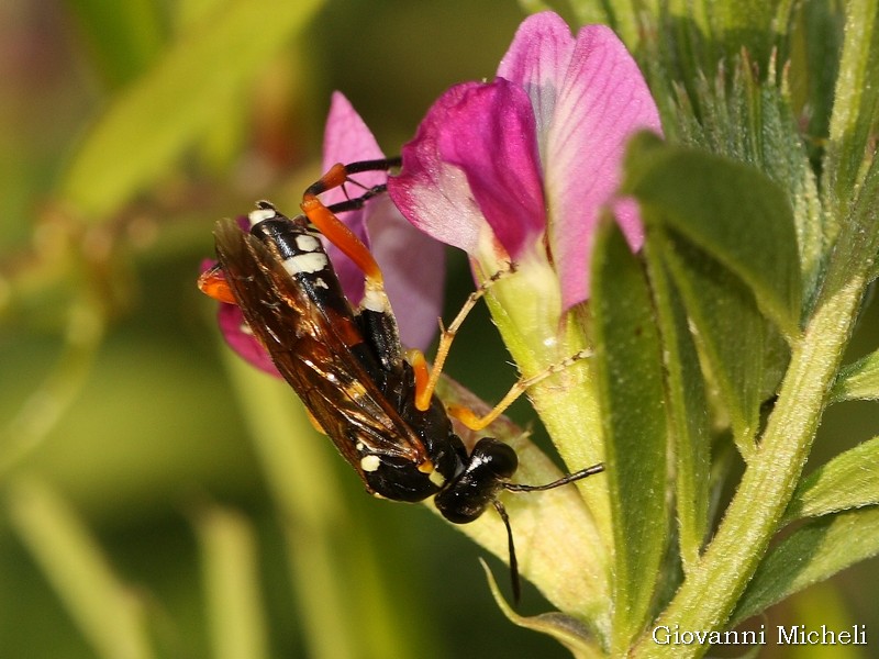 Macrophya rufipes, femmina